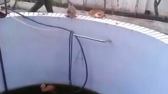 Кошачья взаимовыручка - смотреть видео (0:47)