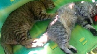 Кот массирует своего приятеля - смотреть видео (0:28)