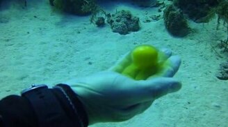 Рыба ест сырое яйцо - смотреть видео (1:40)