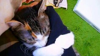 Кот любит твою руку - смотреть видео (0:59)