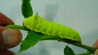 Пищащая гусеница - смотреть видео (0:43)