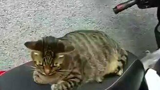 Это не твой мотик, а мой! - смотреть видео (2:29)