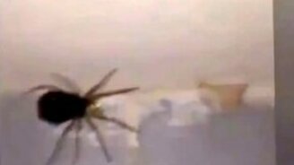 Паук распался на атомы - смотреть видео (0:20)