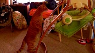 Что это за зверь такой? - смотреть видео (0:12)