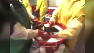 Люди спасают зверей - смотреть видео (3:33)