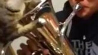 Кот и духовой инструмент - смотреть видео (0:53)