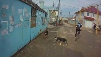 Реакция собак на звук электрошокера - смотреть видео (0:12)