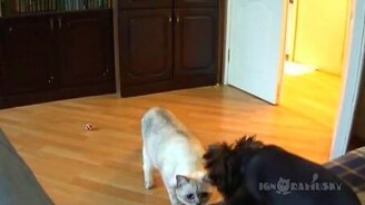 Собачонка-таки осмелилась! - смотреть видео (0:45)