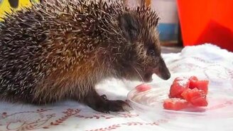 Ёжик пожирает мясцо - смотреть видео (4:57)