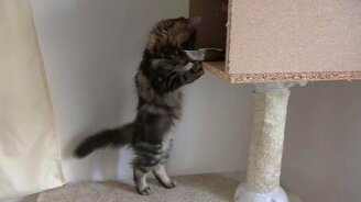 Котёнок-проказник в семье - смотреть видео (2:05)