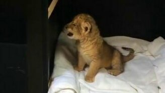 Будущий царь зверей - смотреть видео (0:15)