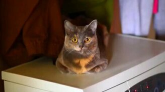 Вибрирующая кошка - смотреть видео (0:38)