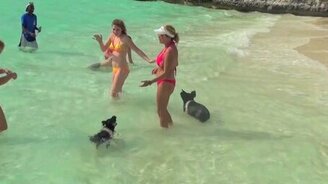 Свиньи на Багамах - смотреть видео (4:10)