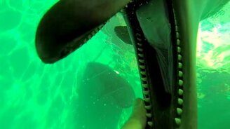 Общительные дельфины - смотреть видео (4:27)