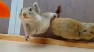 Шустрые белочки - смотреть видео (0:27)