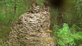 Гигантский осник - смотреть видео (2:10)