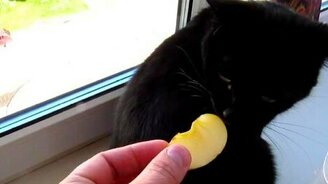 Кошка ест яблоко - смотреть видео (1:09)