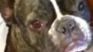 Пёс сдаёт своего приятеля - смотреть видео (0:48)