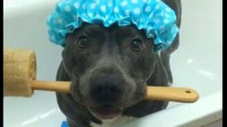 Эпатажный пёс в ванной - смотреть видео (0:16)