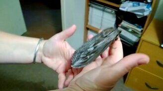 Как выглядит моль на юге - смотреть видео (1:33)