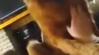 Овчарке нравится ласка и внимание - смотреть видео (0:39)