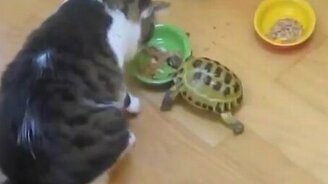 Черепаха гоняет котов - смотреть видео (1:26)