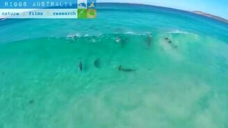 Дельфины катаются на волнах - смотреть видео (0:31)