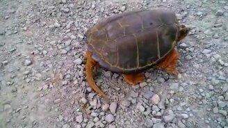 Черепашка даёт отпор - смотреть видео (1:31)