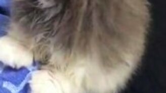 Милейший пискун - смотреть видео (0:20)