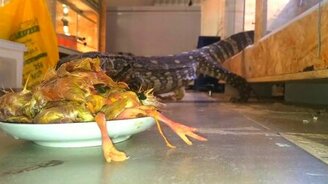 Кормим варана - смотреть видео (3:38)