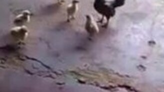 Дерзкий цыплёнок - смотреть видео (1:06)