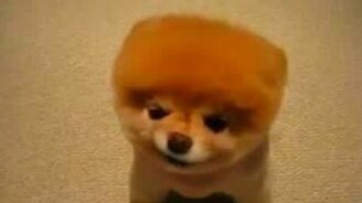 Щенок без ушей - смотреть видео (0:26)