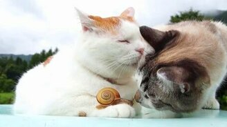 Улитка на лапе кота - смотреть видео (0:59)