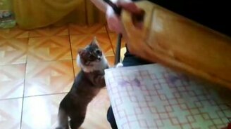 Кошка ест картошку - смотреть видео (2:12)