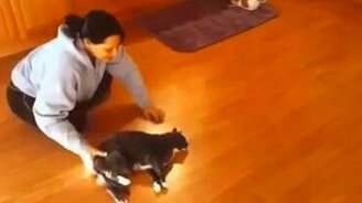 Кот вместо мяча - смотреть видео (0:22)