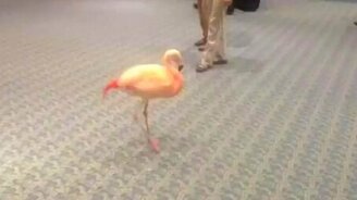 Фламинго отжигает под волынку - смотреть видео (0:46)