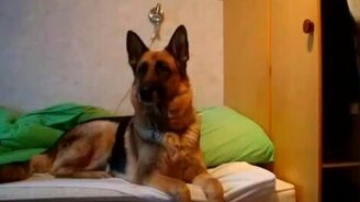 Реакция пса на вой волков - смотреть видео (0:48)