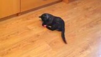 Мой кот - собака - смотреть видео (1:14)