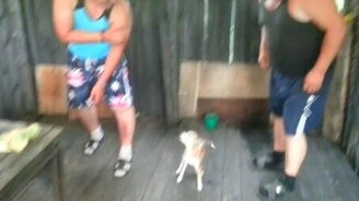 Малый, но смелый защитник - смотреть видео (0:43)