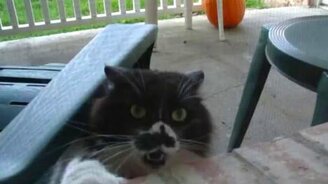 Разъярили кота - смотреть видео (0:14)