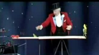 Дрессированные волнистые попугаи - смотреть видео (5:32)