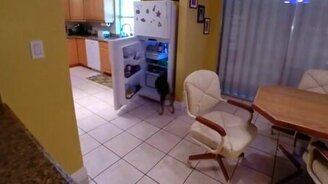 Собака, которая себя накормит - смотреть видео (0:39)