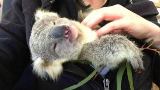 Маленькая коала - смотреть видео (2:30)