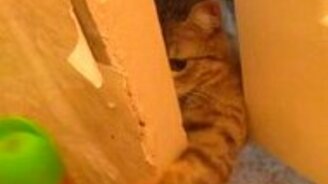 Неудачное ограбление туалета - смотреть видео (0:42)