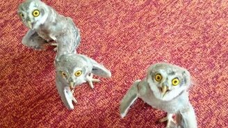 Как совы пить хотят - смотреть видео (0:34)