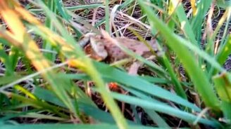 Мяукающая лягушка - смотреть видео (1:17)