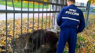 Спасли застрявшего кабана - смотреть видео (0:19)