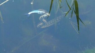 Водяной уж-охотник - смотреть видео (3:21)