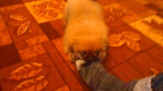 Собачонка играет с носком - смотреть видео (1:01)