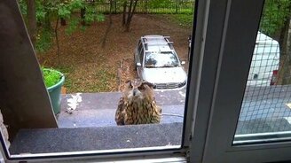 Попытка совы зайти домой - смотреть видео (3:18)